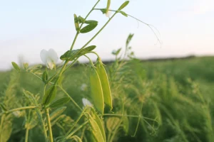 Plant de lentille avec fleurs blanches et gousses vertes dans un champ ensoleillé